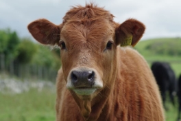 cow-steer-cattle-farm