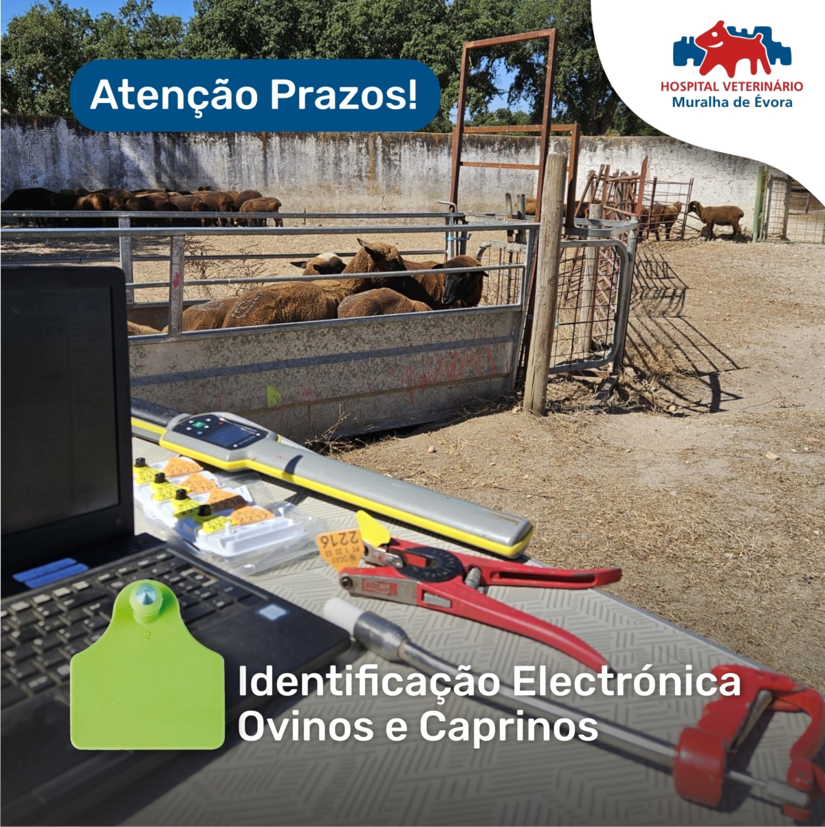 Identificação Electrónica01