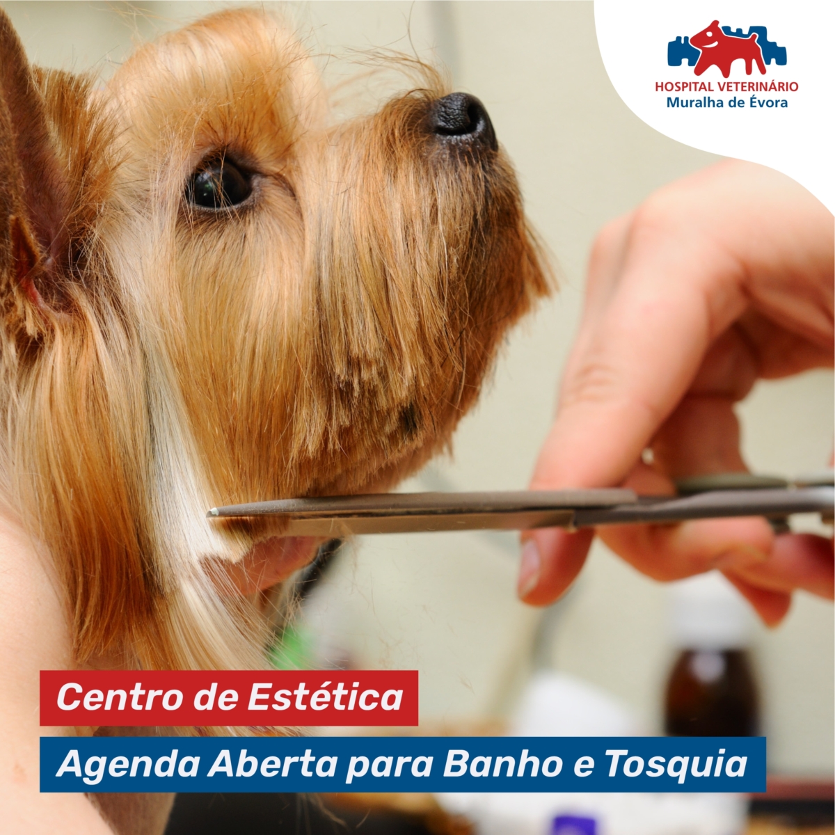 banho-e-tosquia-02