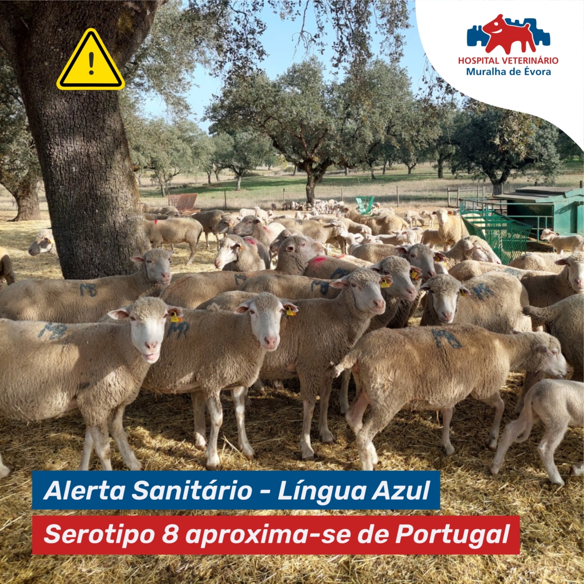 alerta-serotipo-8